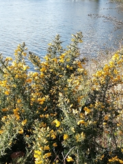 Ulex europaeus