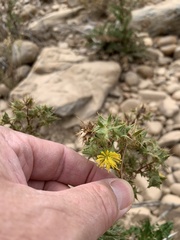 Berkheya onobromoides carlinoides