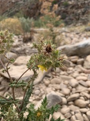 Berkheya onobromoides carlinoides