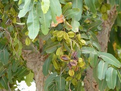 Terminalia arjuna image