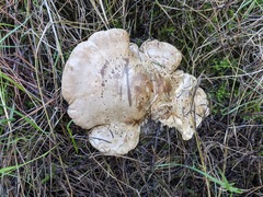 Clitopaxillus alexandri