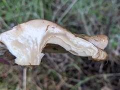 Clitopaxillus alexandri