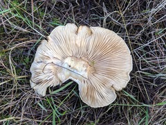 Clitopaxillus alexandri