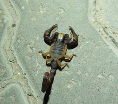 Opistophthalmus