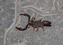 Opistophthalmus