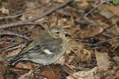 Fringilla coelebs