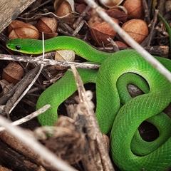 Erythrolamprus viridis