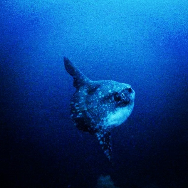 Bump-head sunfish swimming toward camera in blue water