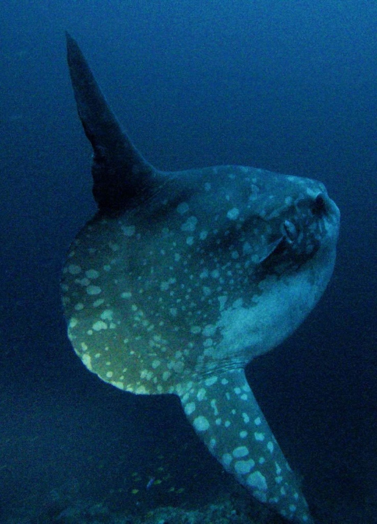 Bump-head sunfish with spotted skin in deep blue water