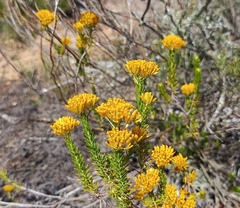 Helichrysum hamulosum