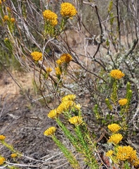 Helichrysum hamulosum