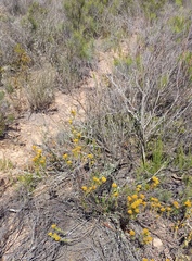Helichrysum hamulosum