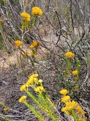 Helichrysum hamulosum