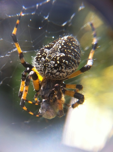 Orizaba Spotted Orbweaver