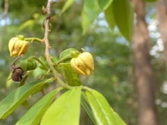 Huberantha cerasoides