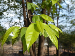Huberantha cerasoides