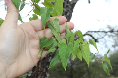 Funastrum