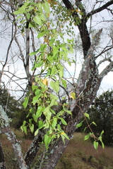 Funastrum