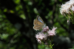 Polyommatus daphnis