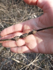 Lasioptera rubi