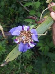 Trimezia coerulea