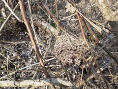 Muscardinus avellanarius