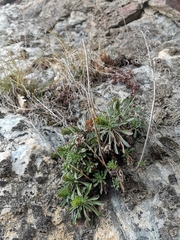 Alyssoides utriculata