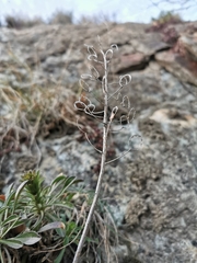 Alyssoides utriculata