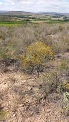 Helichrysum hamulosum