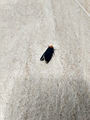 Apistosia judas