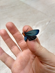 Apistosia judas