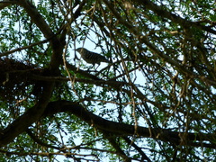 Campylorhynchus nuchalis