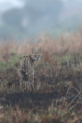 Leptailurus serval lipostictus