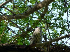 Campylorhynchus nuchalis