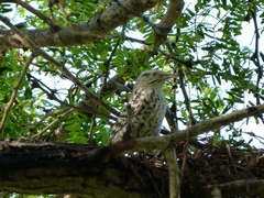 Campylorhynchus nuchalis