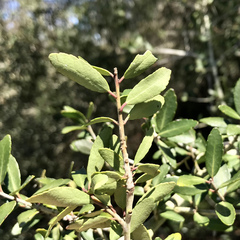 Gyropsylla ilecis