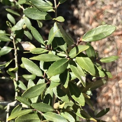 Gyropsylla ilecis