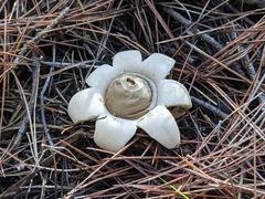 Geastrum