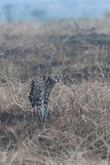 Leptailurus serval lipostictus