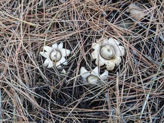Geastrum