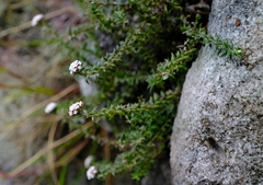 Stoebe prostrata