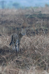 Leptailurus serval lipostictus
