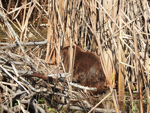 American Beaver photographed in Georgia