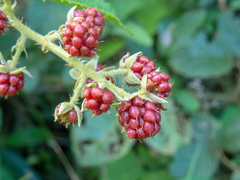 Rubus sellowii