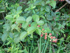 Rubus sellowii