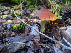 Hygrocybe