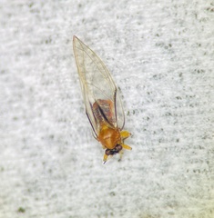 Bactericera californica