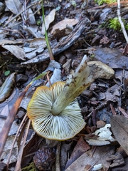 Hygrocybe