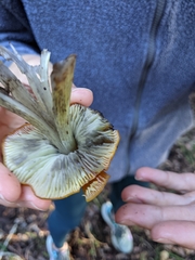 Hygrocybe
