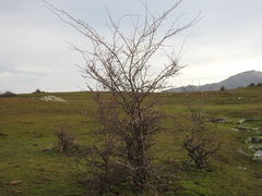 Pyrus bourgaeana